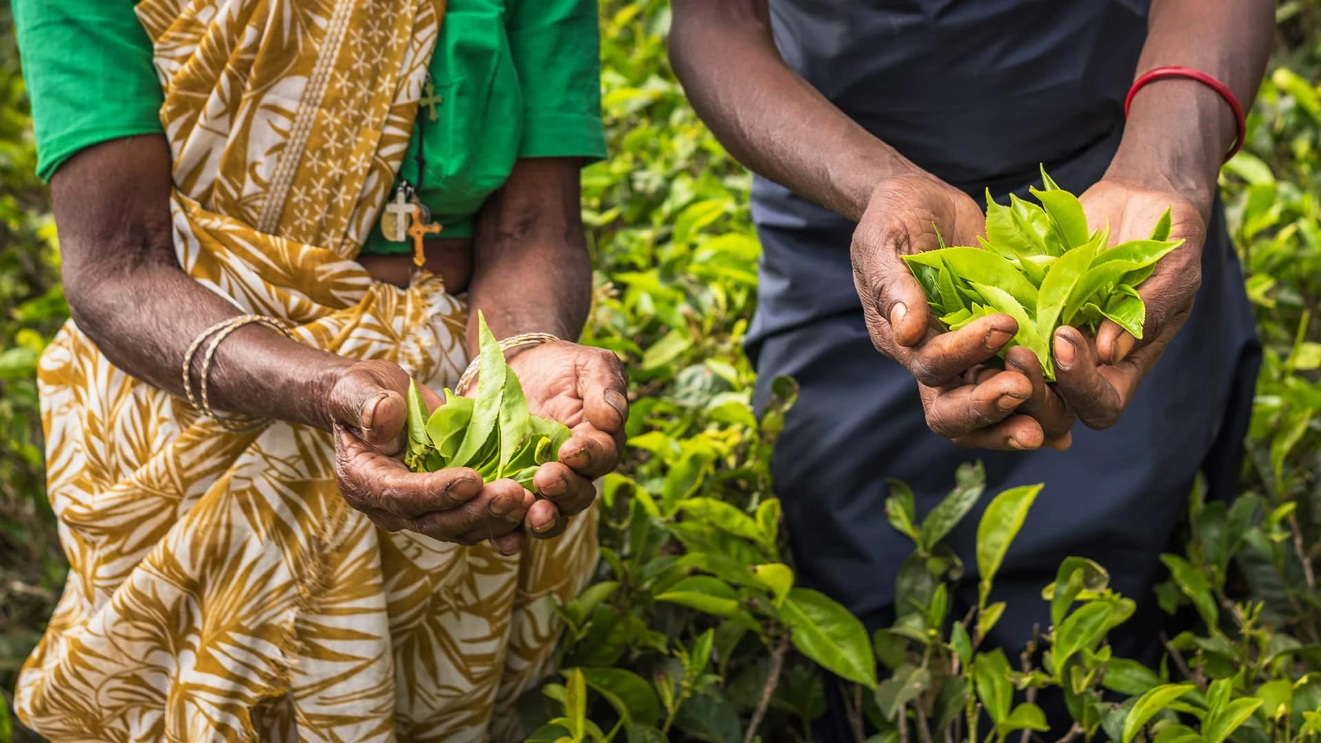 Шри-Ланка чаем погасила долг $20 млн перед Ираном за нефть / shutterstock