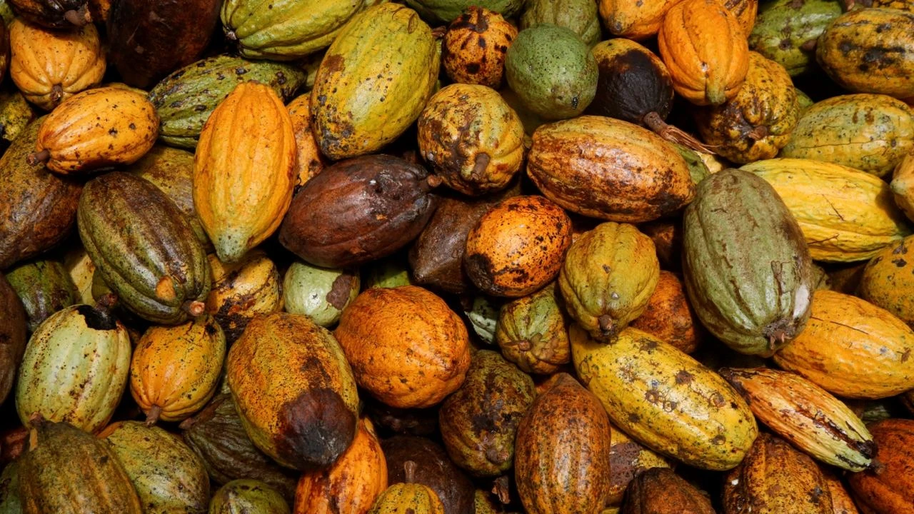 Урожай какао в Западной Африке пострадал от болезни деревьев и плохой погоды  Фото: Reuters/Luc Gnago