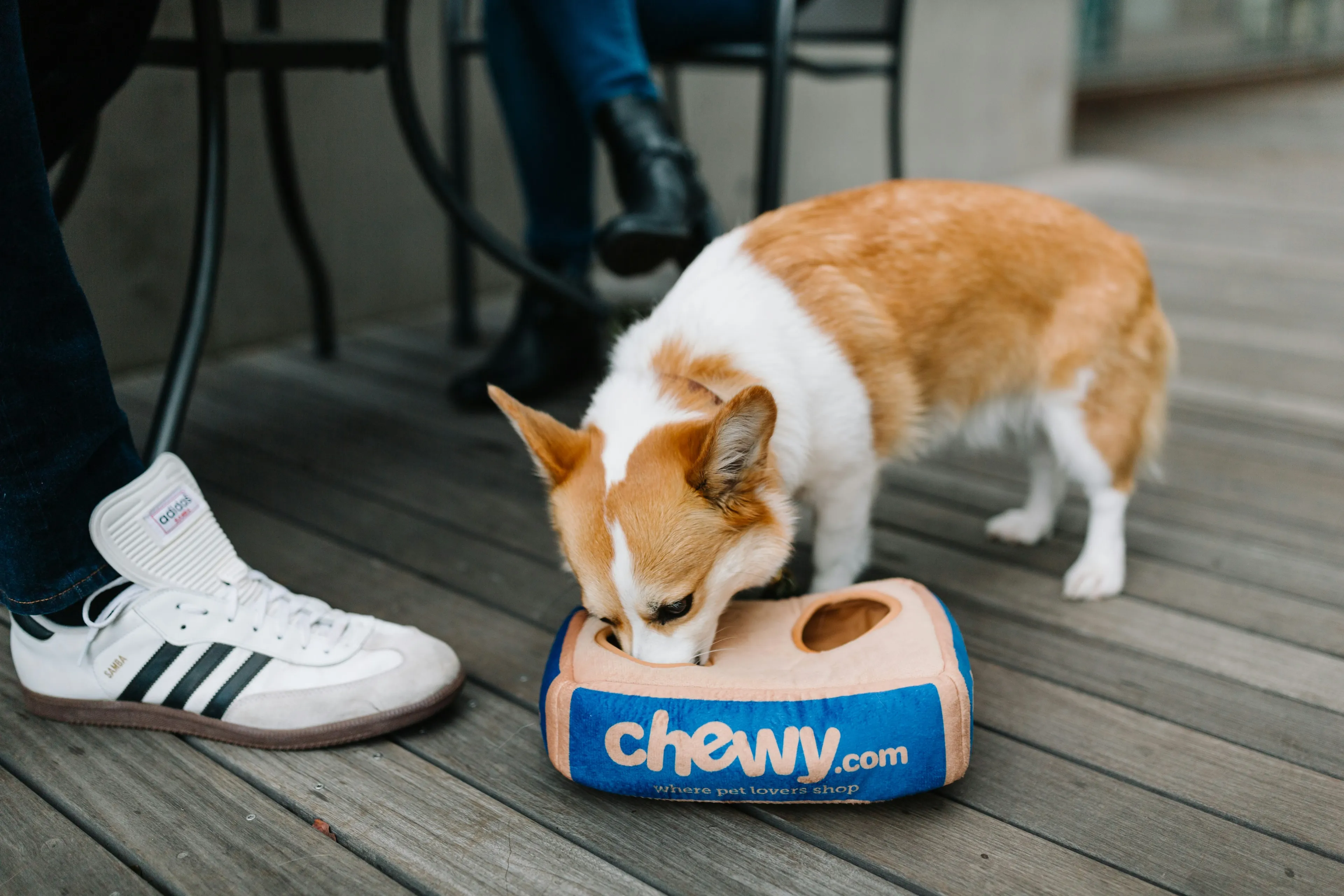 Чистая прибыль Chewy выросла на 193%, компания объявила свой первый байбэк / Фото: Unsplash/Chewy