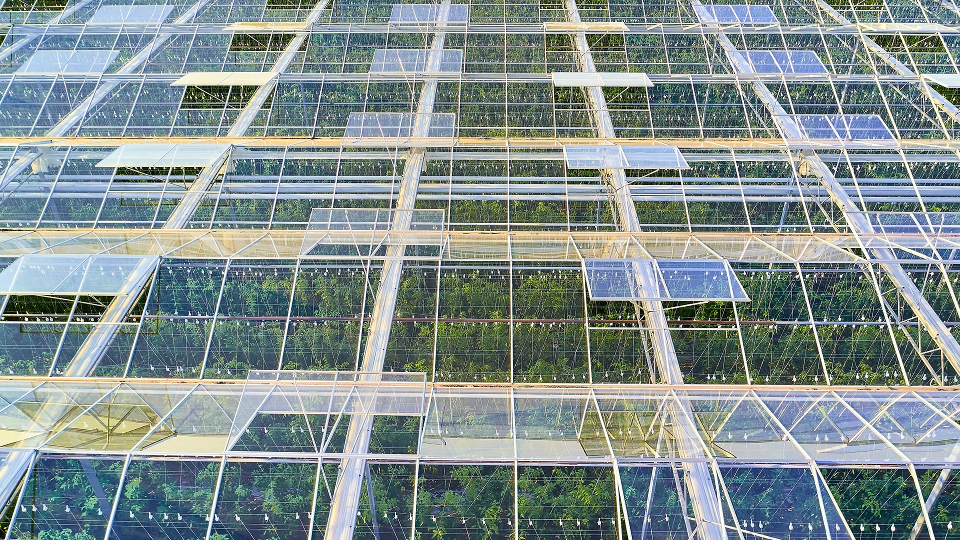 NewLake сдает в аренду предприятия для выращивания каннабиса / Фото: shutterstock