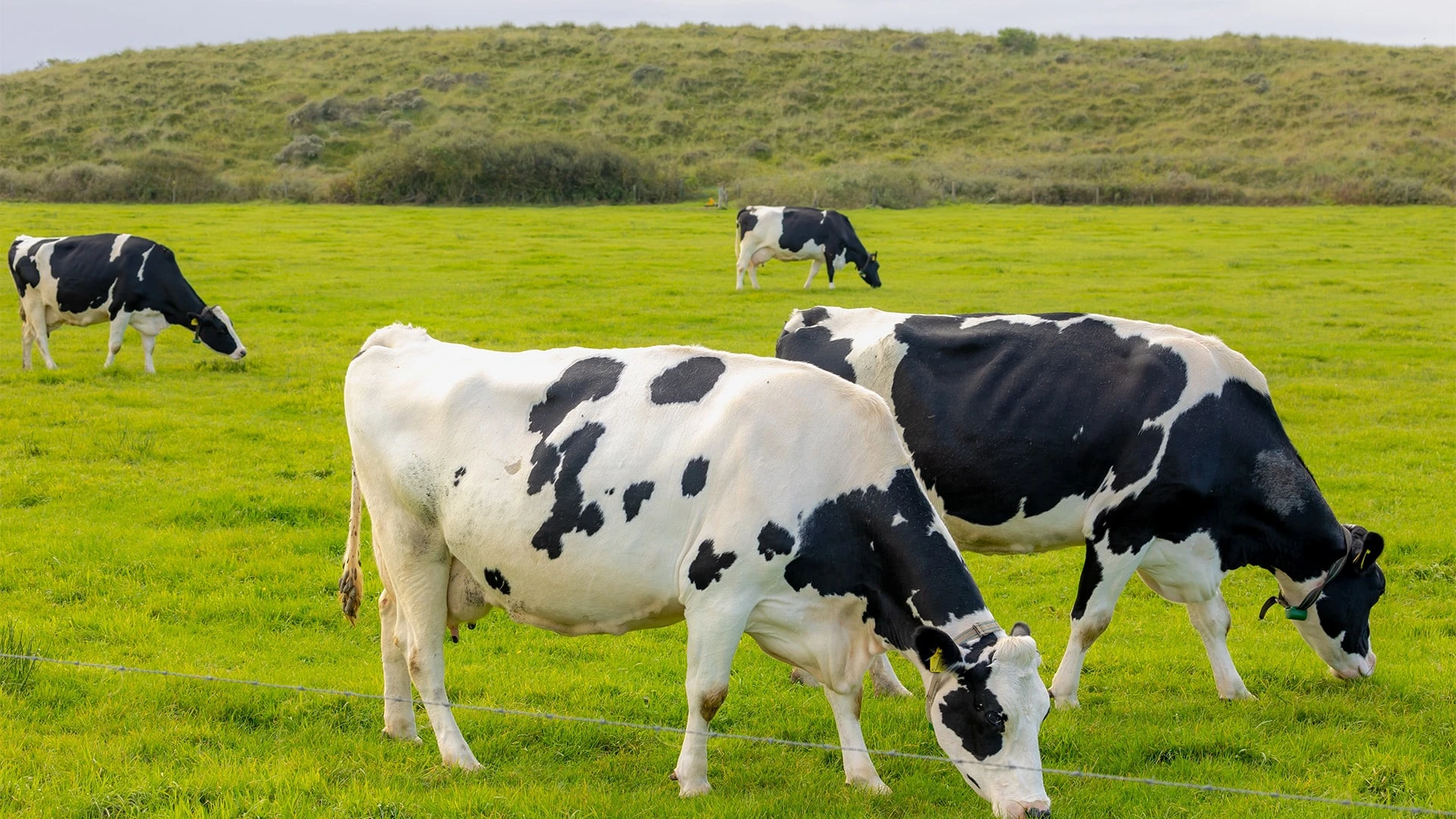 В ЕС многие считают выращенное в лаборатории мясо угрозой традиционному фермерскому хозяйству. Фото: shutterstock