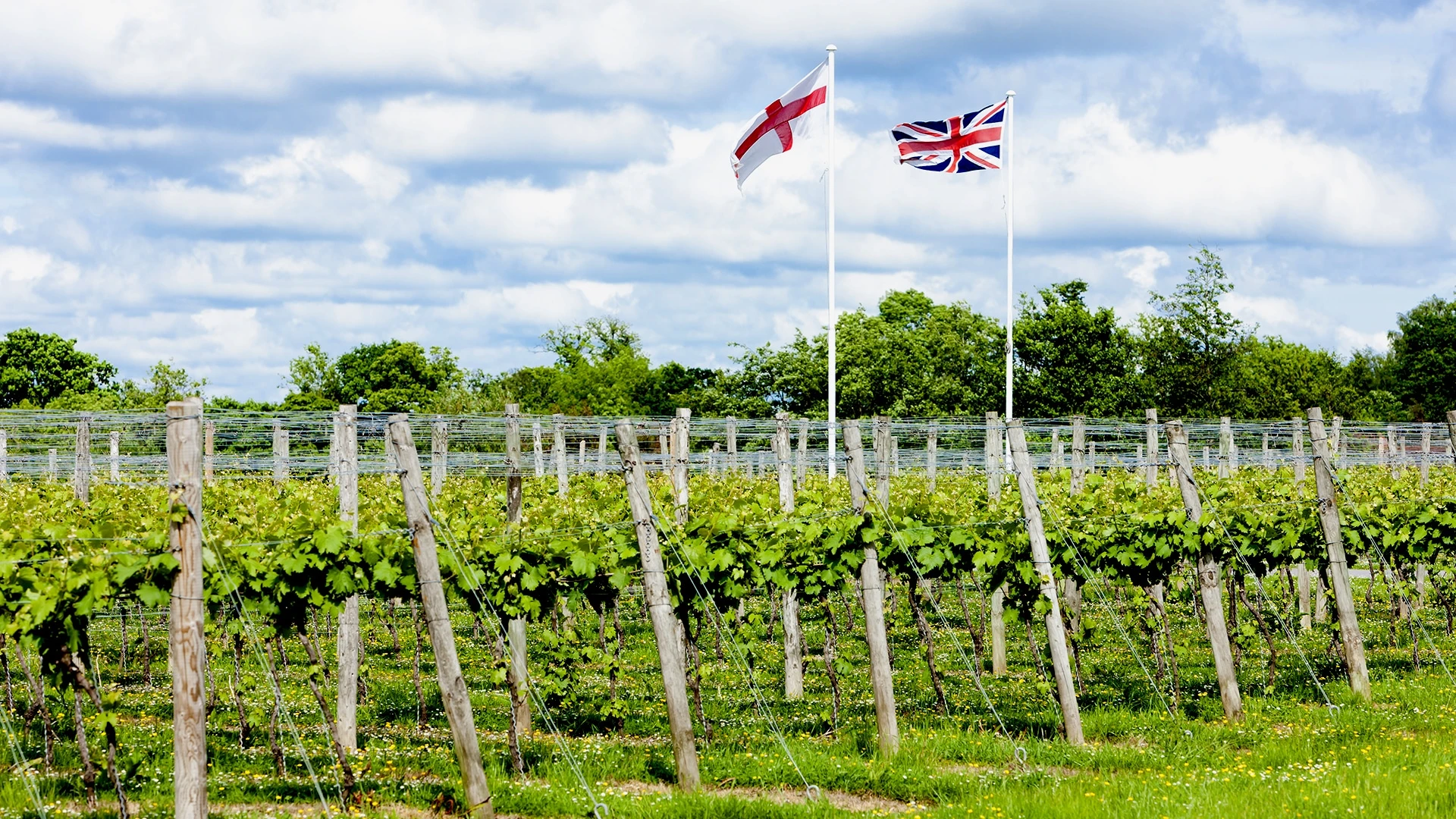 Английское виноделие - одно из важнейших трендов на современном рынке вина. Фото: shutterstock
