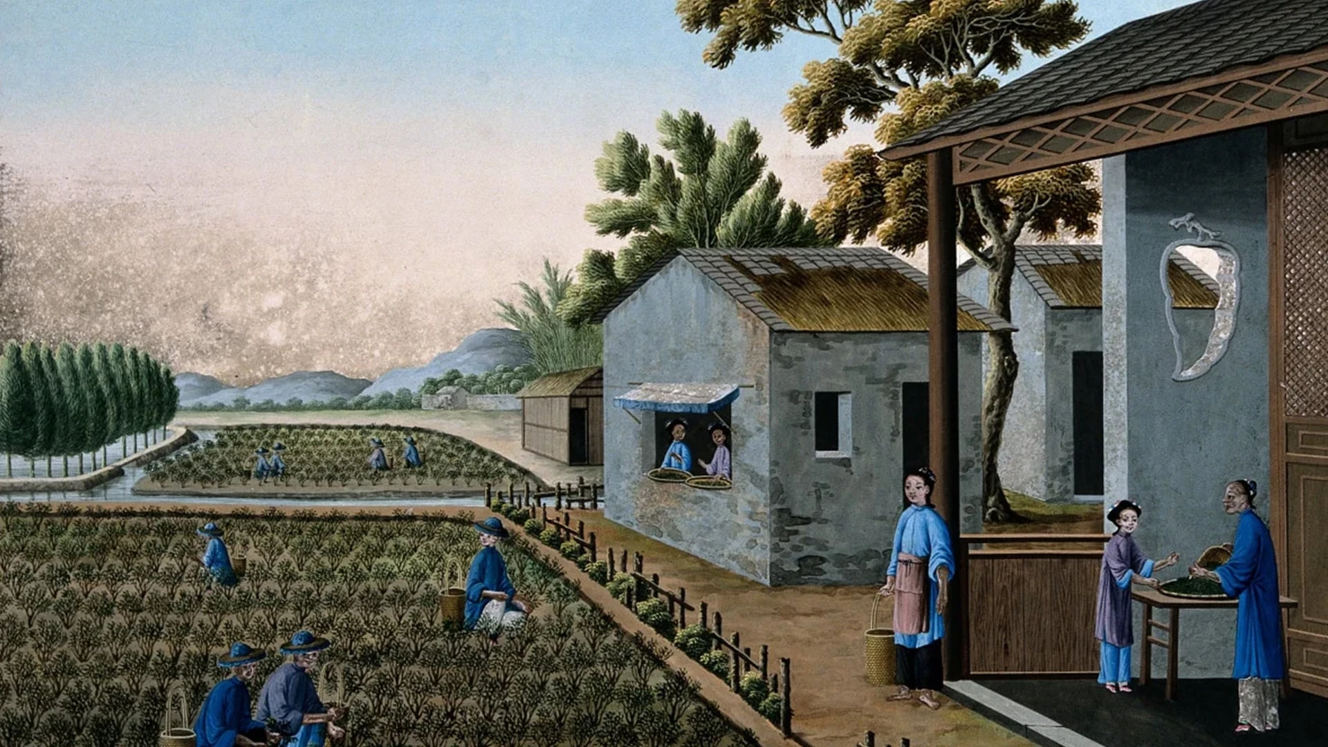 Чайная плантация в Китае. 19 век/Wikimedia Commons