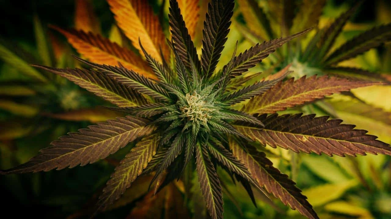 Смена классификации каннабиса в США может увеличить поток частных инвестиций в этот сектор / Фото: Unsplash/Tim Foster