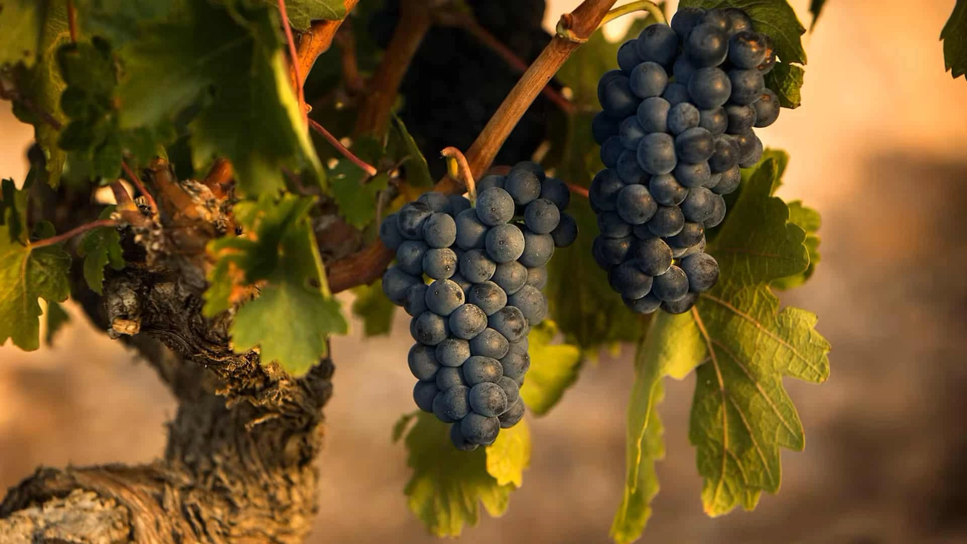 На фото - виноградная лоза с Bodega Numanthia, одного из виноградников LVMH. Вино здесь производят исключительно из испанского сорта «тинта де торо». Фото: lvmh.com