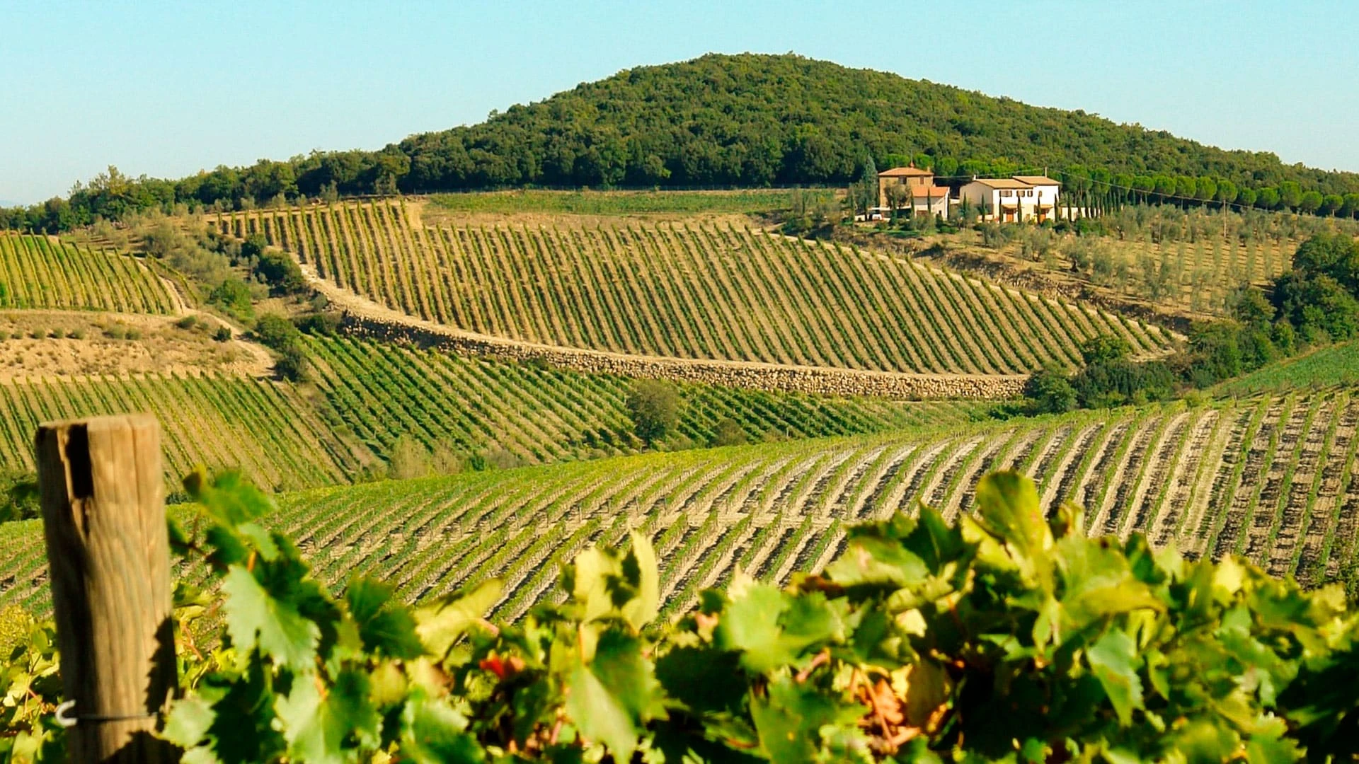 Семья Феррагамо, владеющая модным домом Salvatore Ferragamo, приобрела поместье Pinino в Тоскане, что лишний раз доказывает связь вина и моды. Facebook/ilborrowines