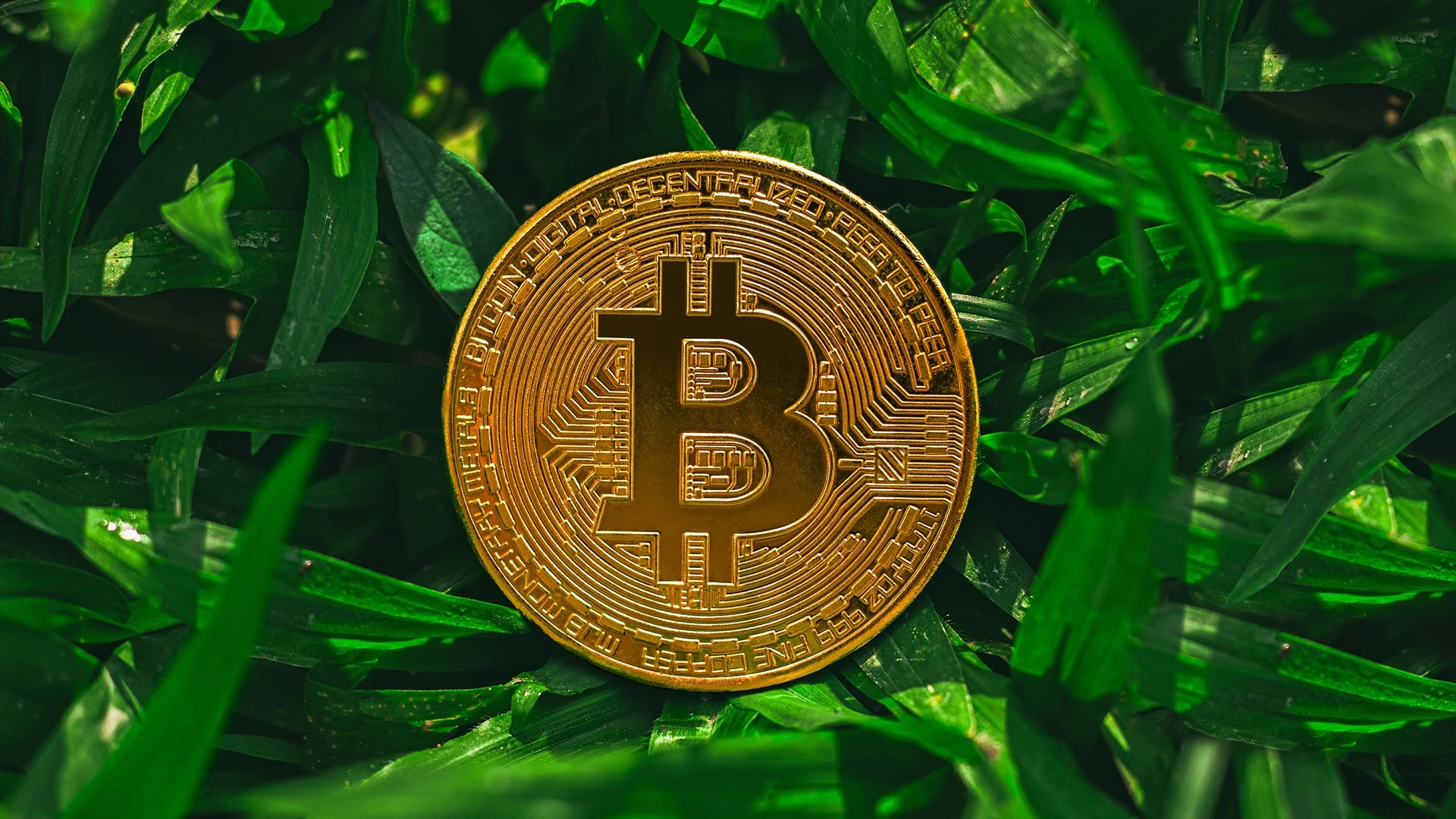 Gryphon Digital Mining называет себя углеродно-нейтральным майнером / Фото: shutterstock