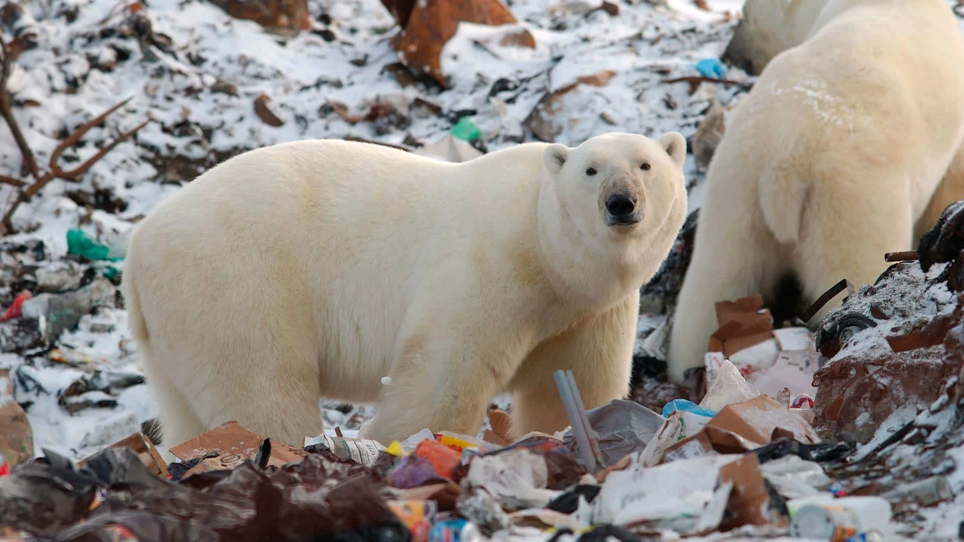 С ухудшением экологической ситуации у людей появляется все больше терминов, объясняющих психологические последствия жизни в эпоху глобальных климатических катаклизмов. Фото: shutterstock
