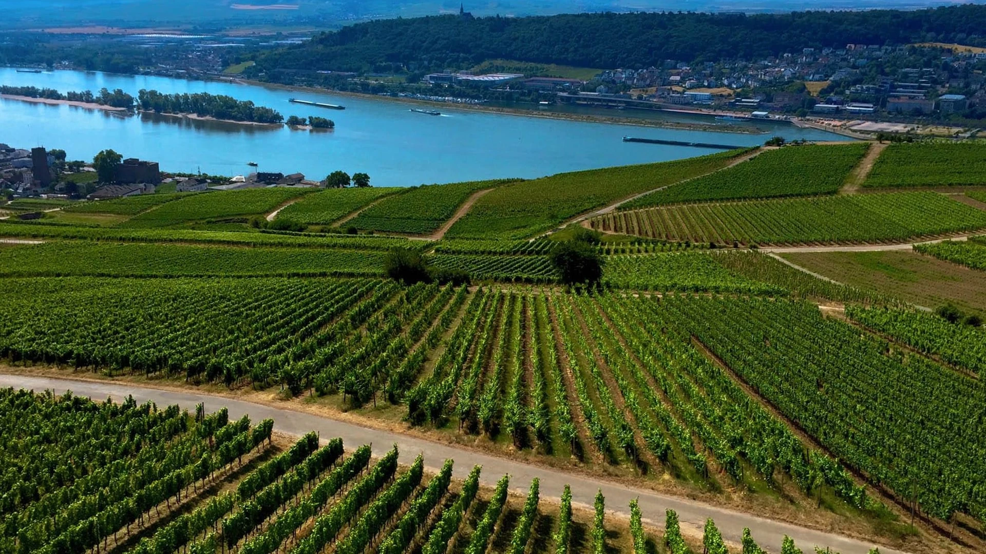 Винодельческий регион Германии Рейнгау знаменит рислингами. Фото flickr.com