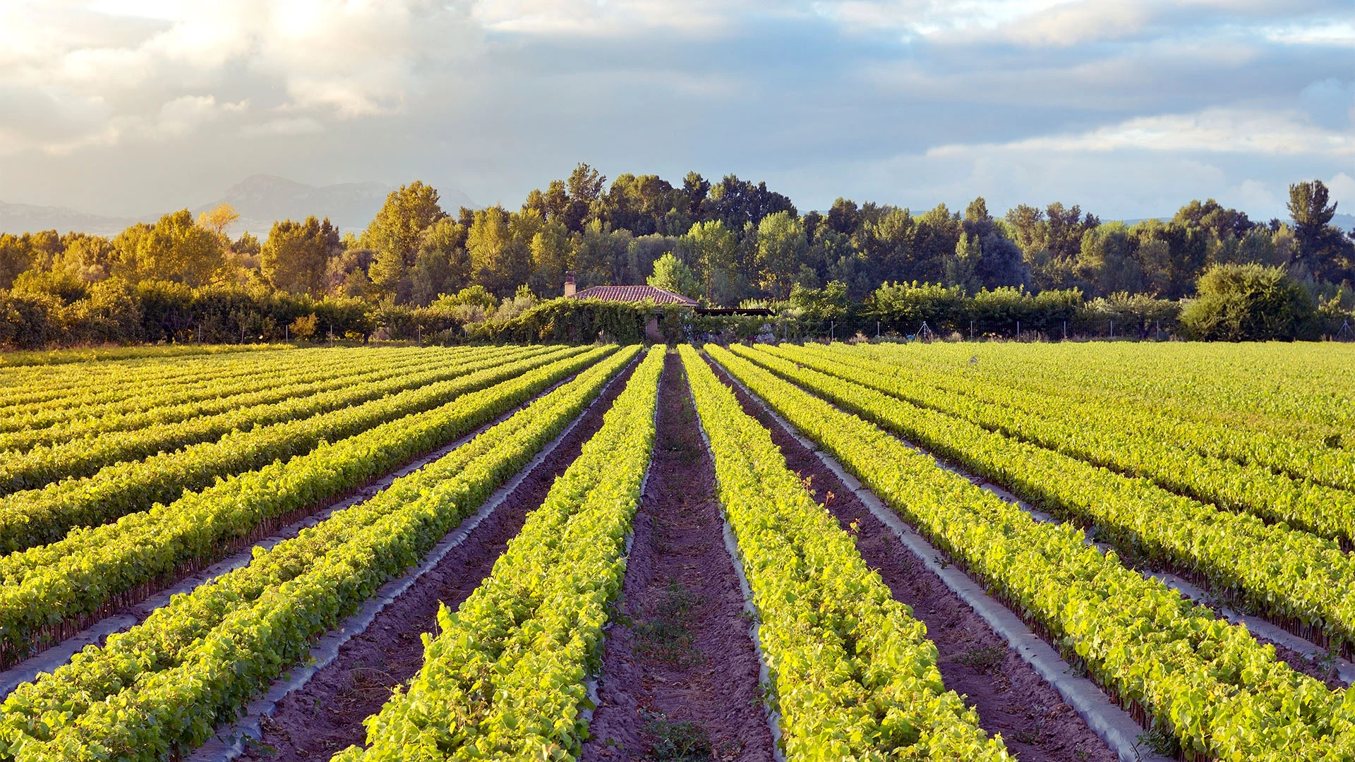 BioHarvest выращивает активные компоненты растений, не выращивая сами растения / Фото: shutterstock