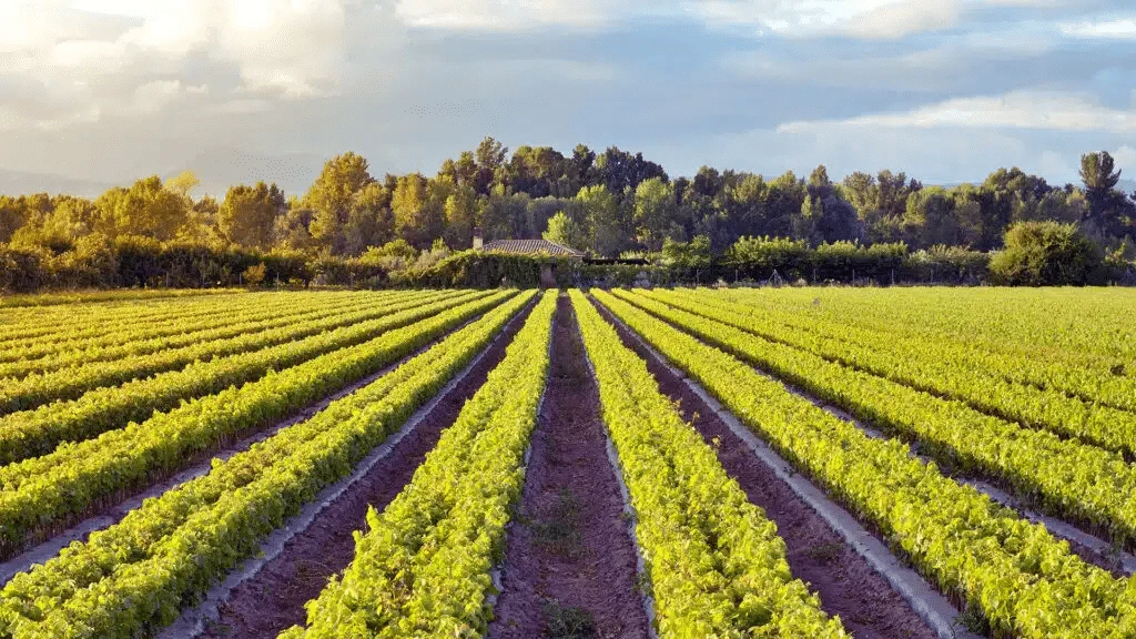 BioHarvest cultivates plant cells without growing the plants themselves / Photo: Shutterstock