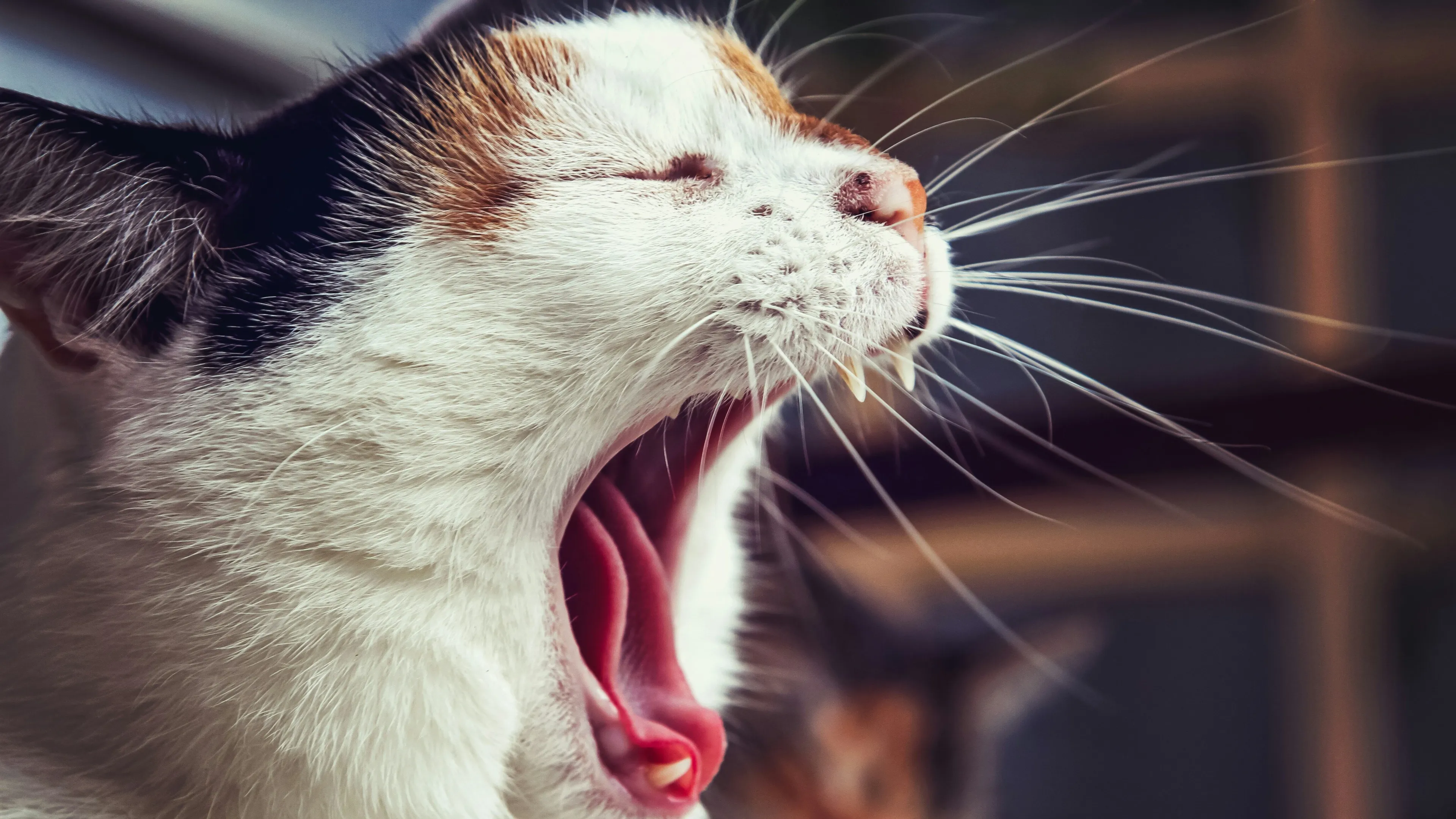 Акции GameStop подскочили после публикации пользователя с ником Roaring Kitty / Фото: Unsplash/Sophie Dale