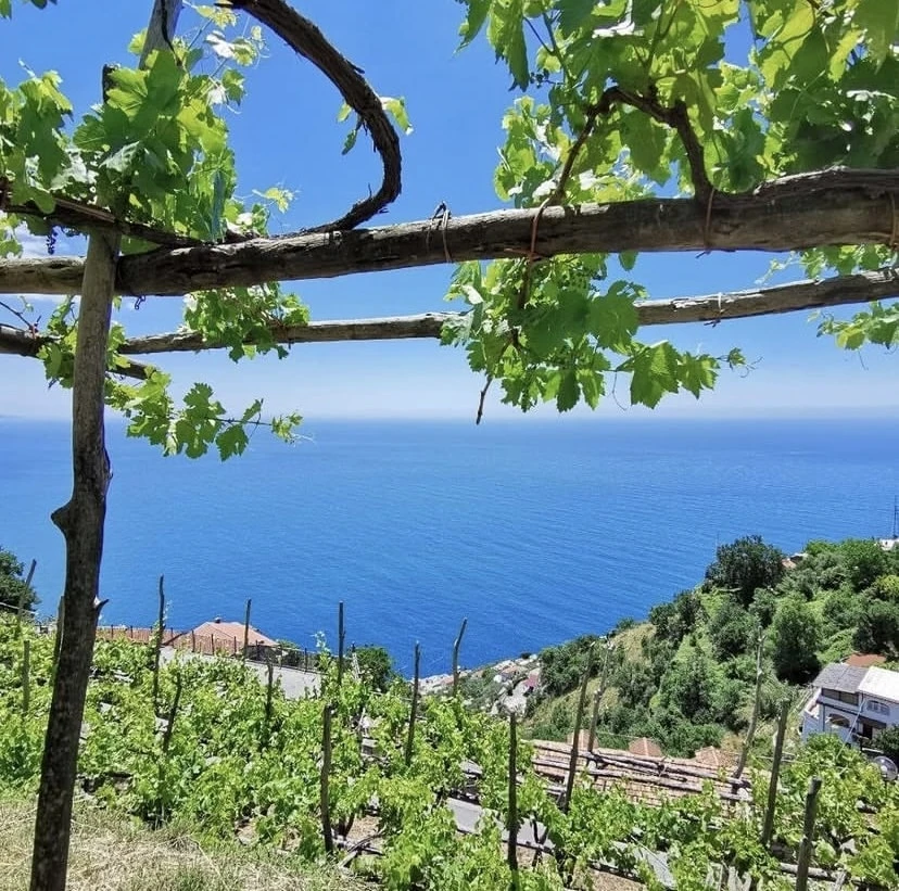Это виноградники Marisa Cuomo. Виноград здесь растет на крутых скалистых террасах.  Фото: Instagram/cantine_marisa_cuomo