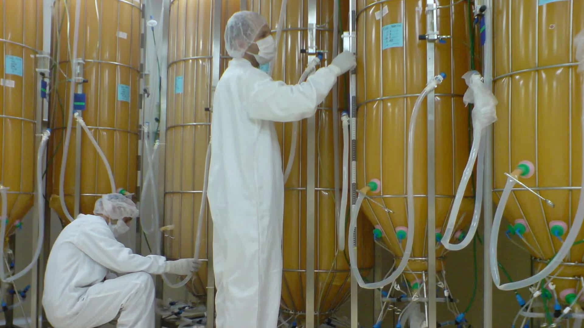 В препарате для лечения болезни Гоше от Protalix Biotherapeutics применяется фермент, выращенный в культурах клеток моркови (на фото) / Фото: protalix.com