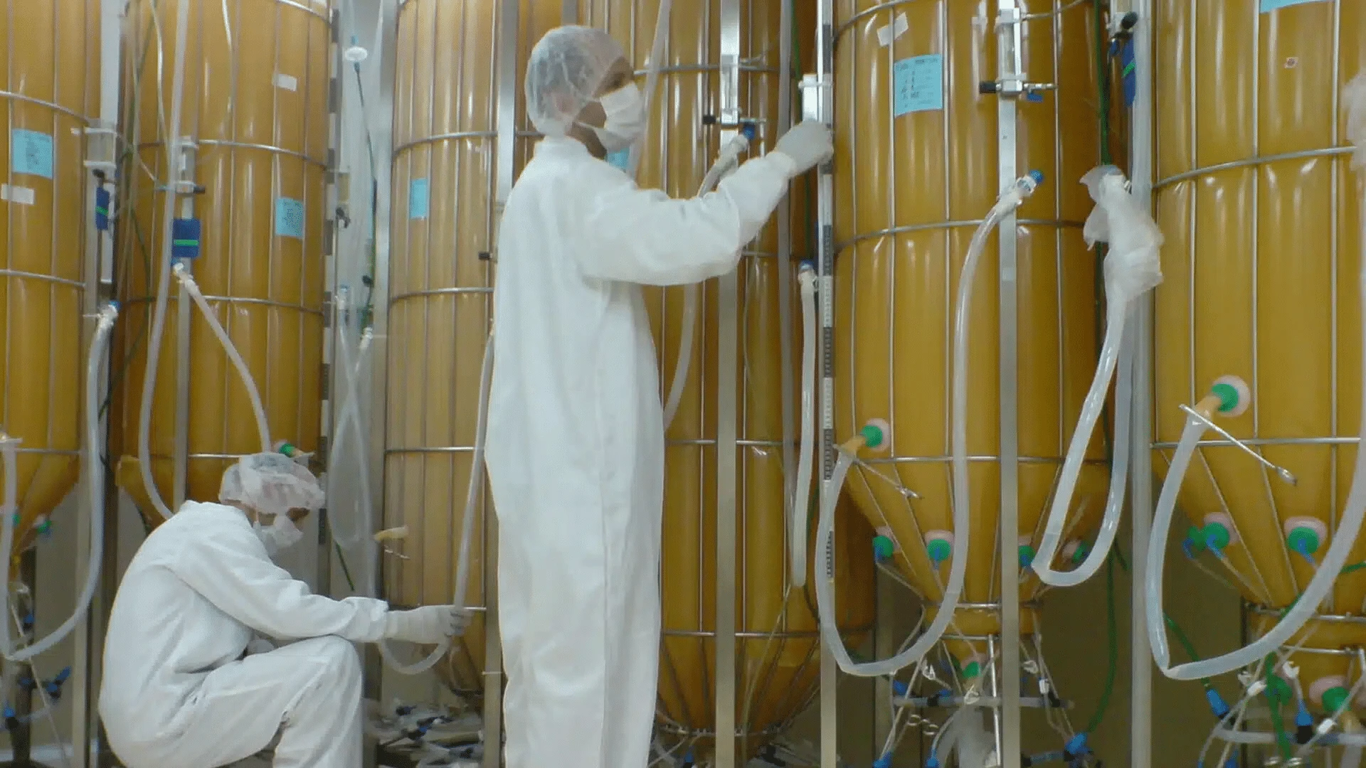 Protalix Biotherapeutics treatment for Gaucher disease uses an enzyme cultivated in carrot cell cultures (pictured). / Photo: protalix.com