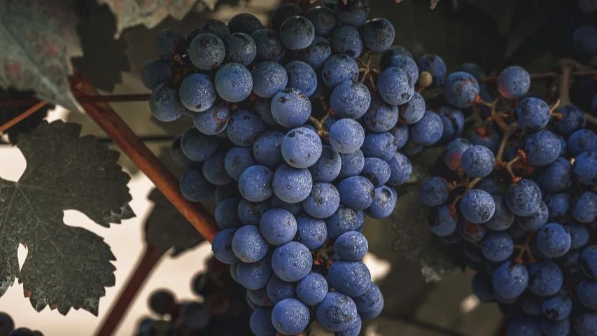 Secrets of Malbec: why this wine knows how to surprise you