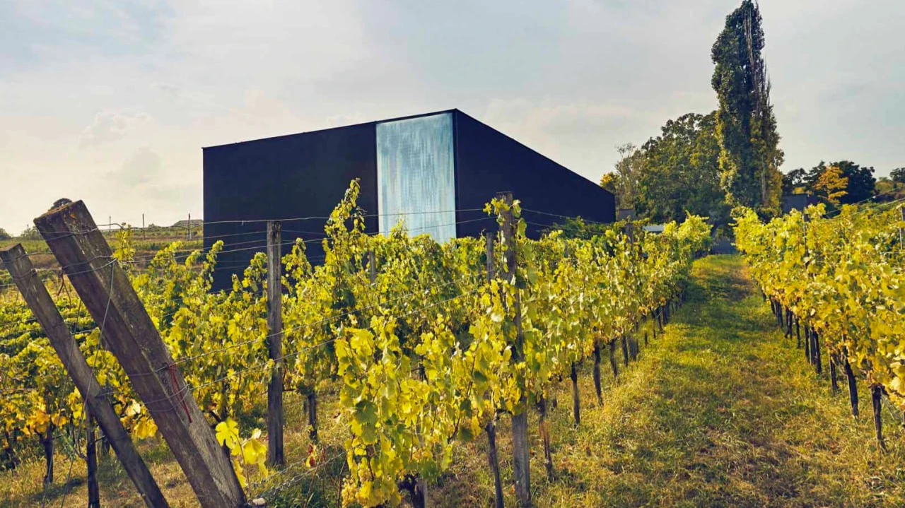 В Австрии действует своя система классификации вин Kamptal DAC, которая помогает ориентироваться в стилях региона. Фото: loimer.at