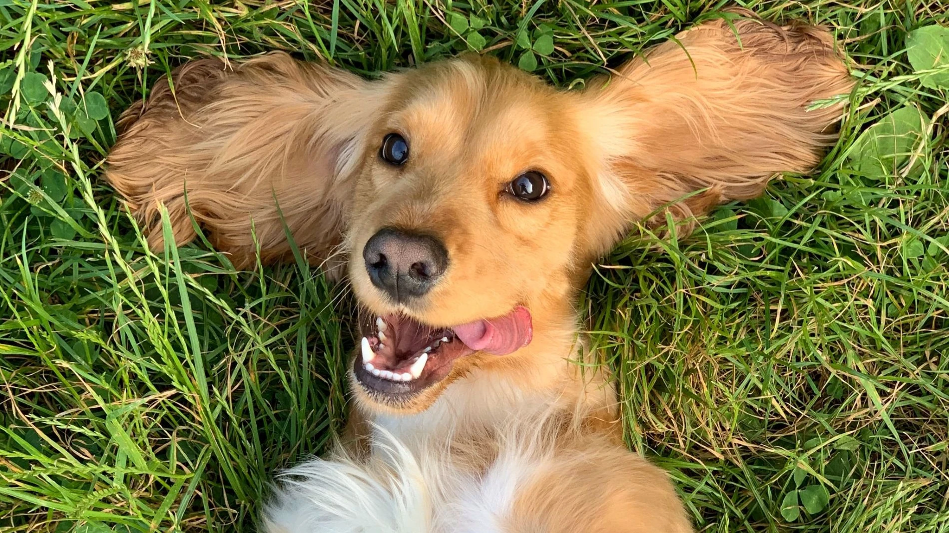 Фонды Royce выбрали четыре акции для долгосрочных инвесторов / Фото: Facebook/Freshpet