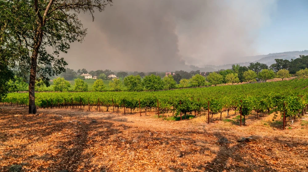 Winemakers against cataclysms: how they protect their business