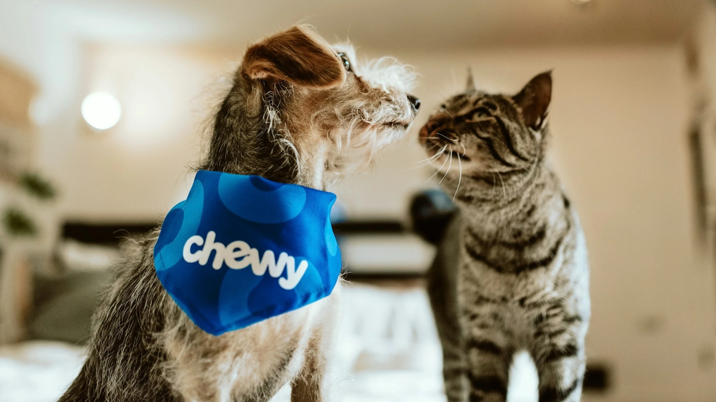 Shares of retailer Chewy first fell, then soared after the report. Are they worth buying?