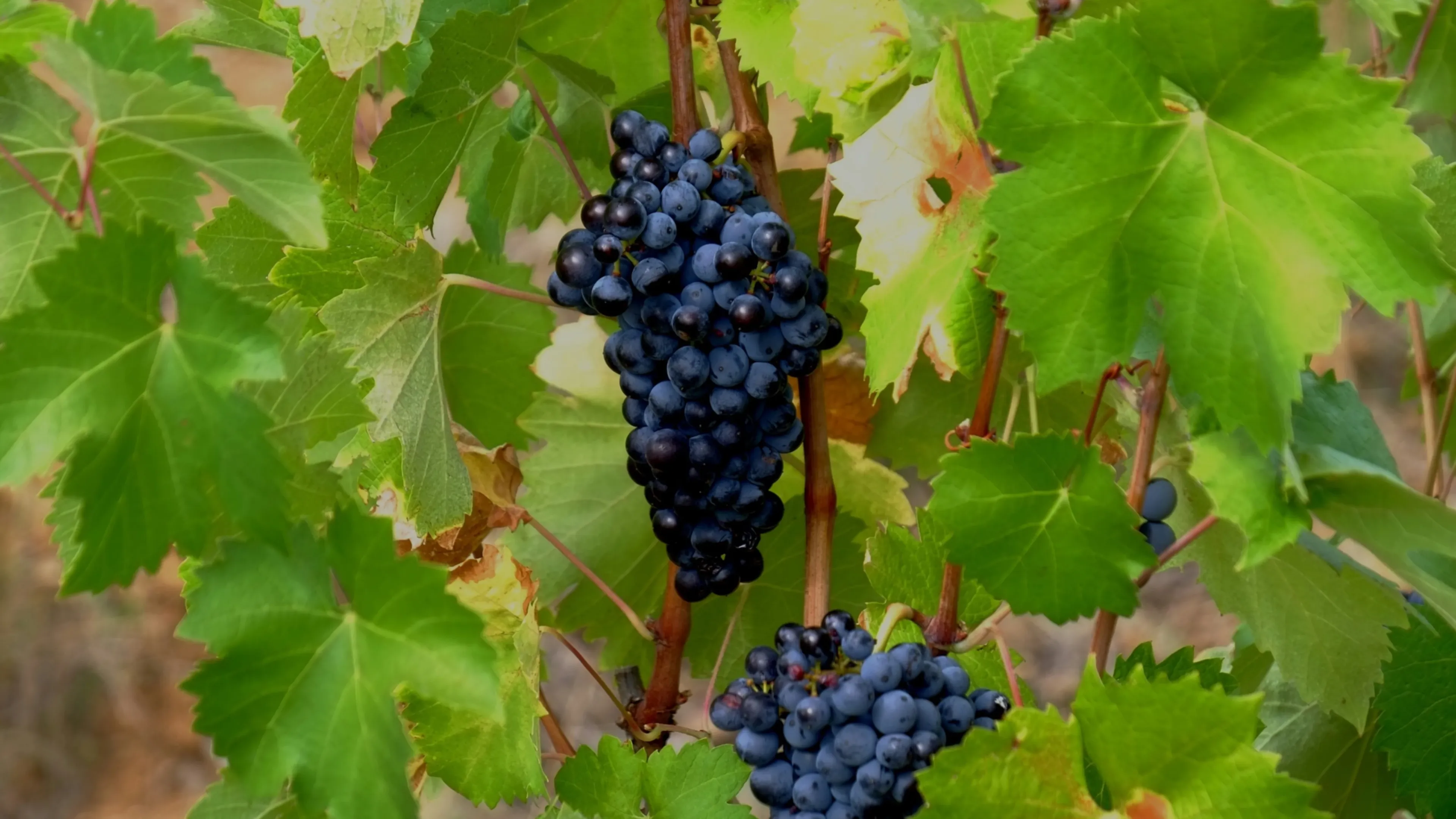 Michelin со следующего года запускает систему оценки для виноделен. Фото: Boudewijn Huysmans / Unsplash.com