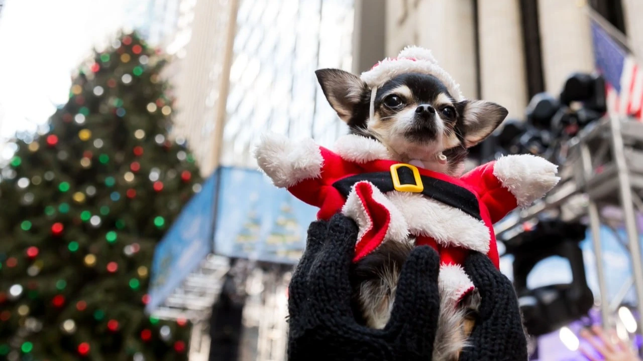 Waiting for the Santa Claus rally: five small-cap stocks to invest in before the end of the year