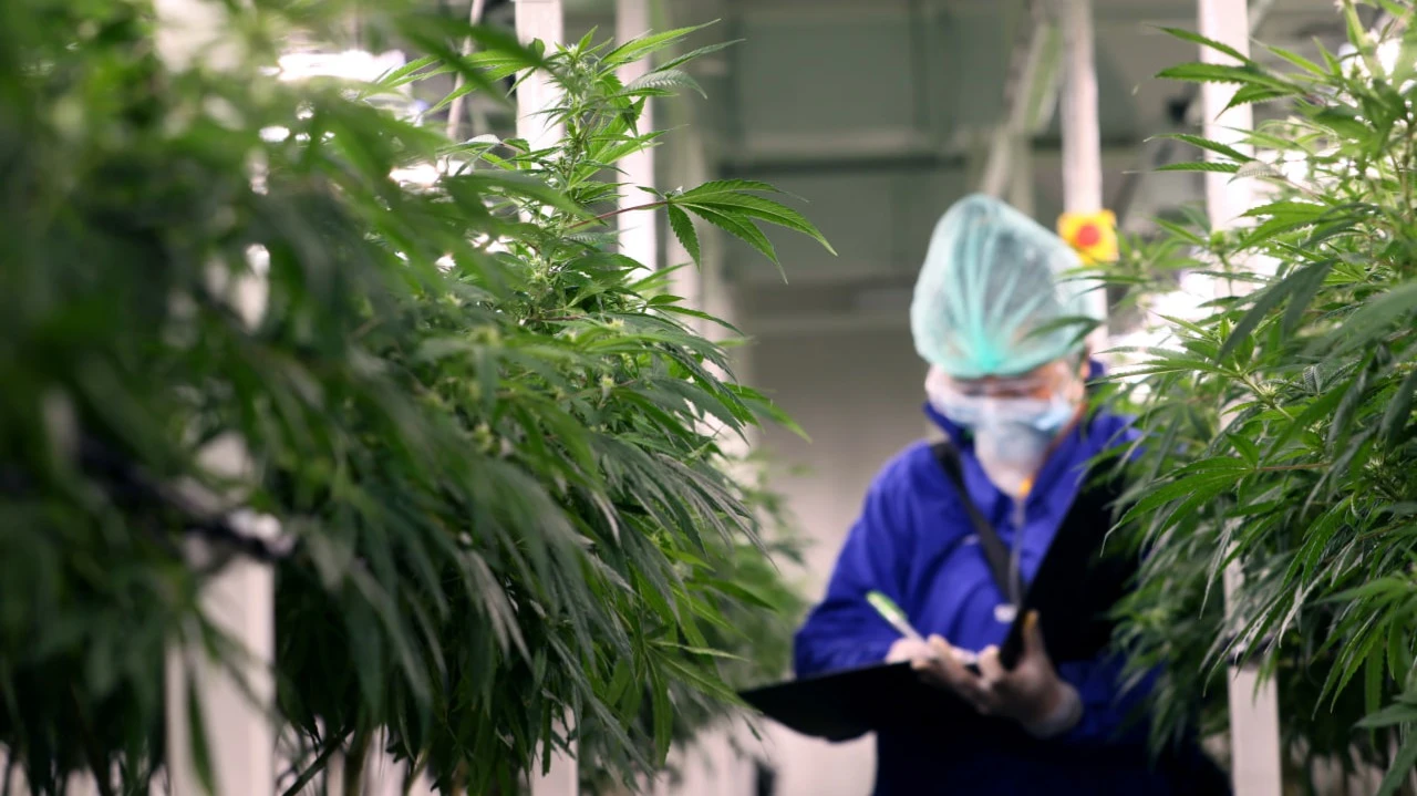 Shares of cannabis-related companies rose sharply after a report of substance reclassification / Photo: Shutterstock