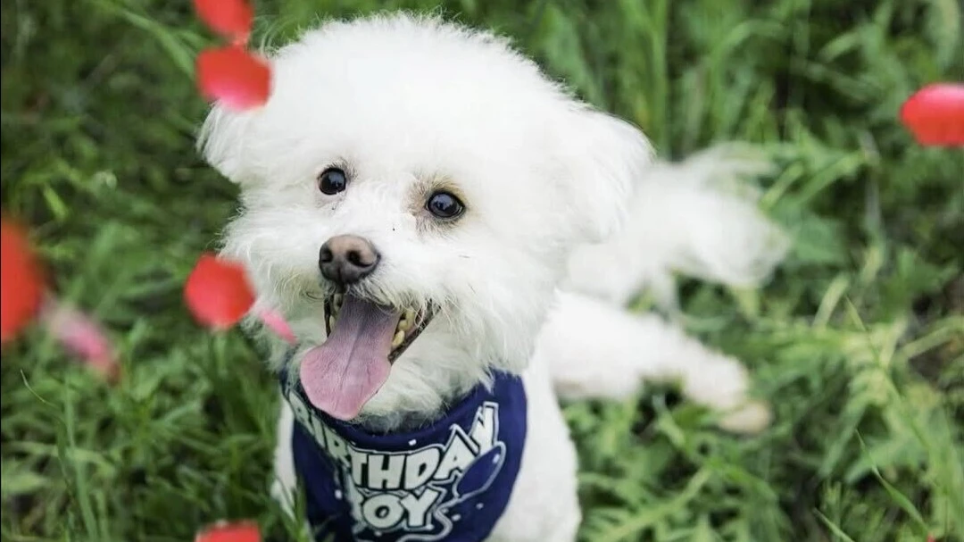 Shares of pet supply retailer Chewy fell after the earnings report / Photo: Facebook/Chewy